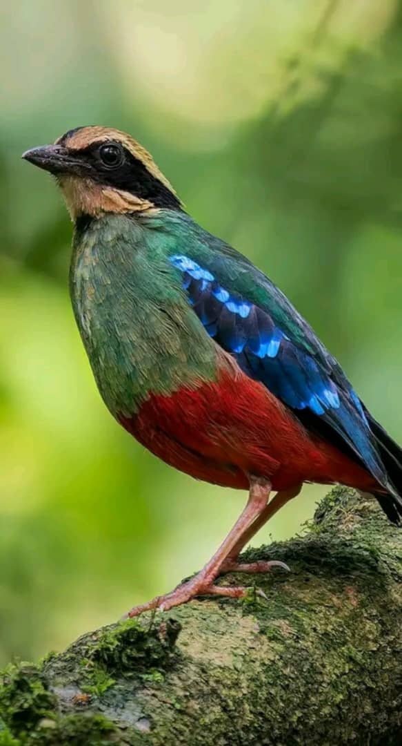 Green Breasted Pitta